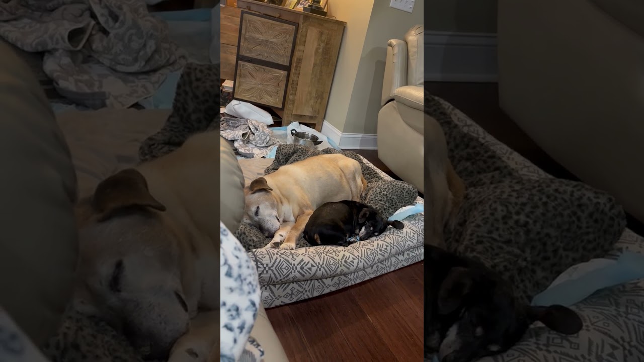 Jere and Mollie laying together 