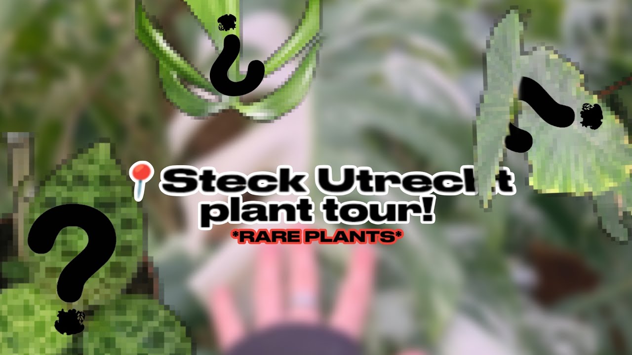 🪴STECK Plant Tour *lots of RARE PLANTS!* | 🌱Plants With Jules
