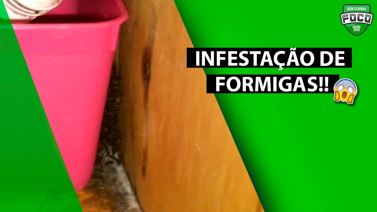 Dedetização na Prática - Controle de formigas | Foco Dedetizadora