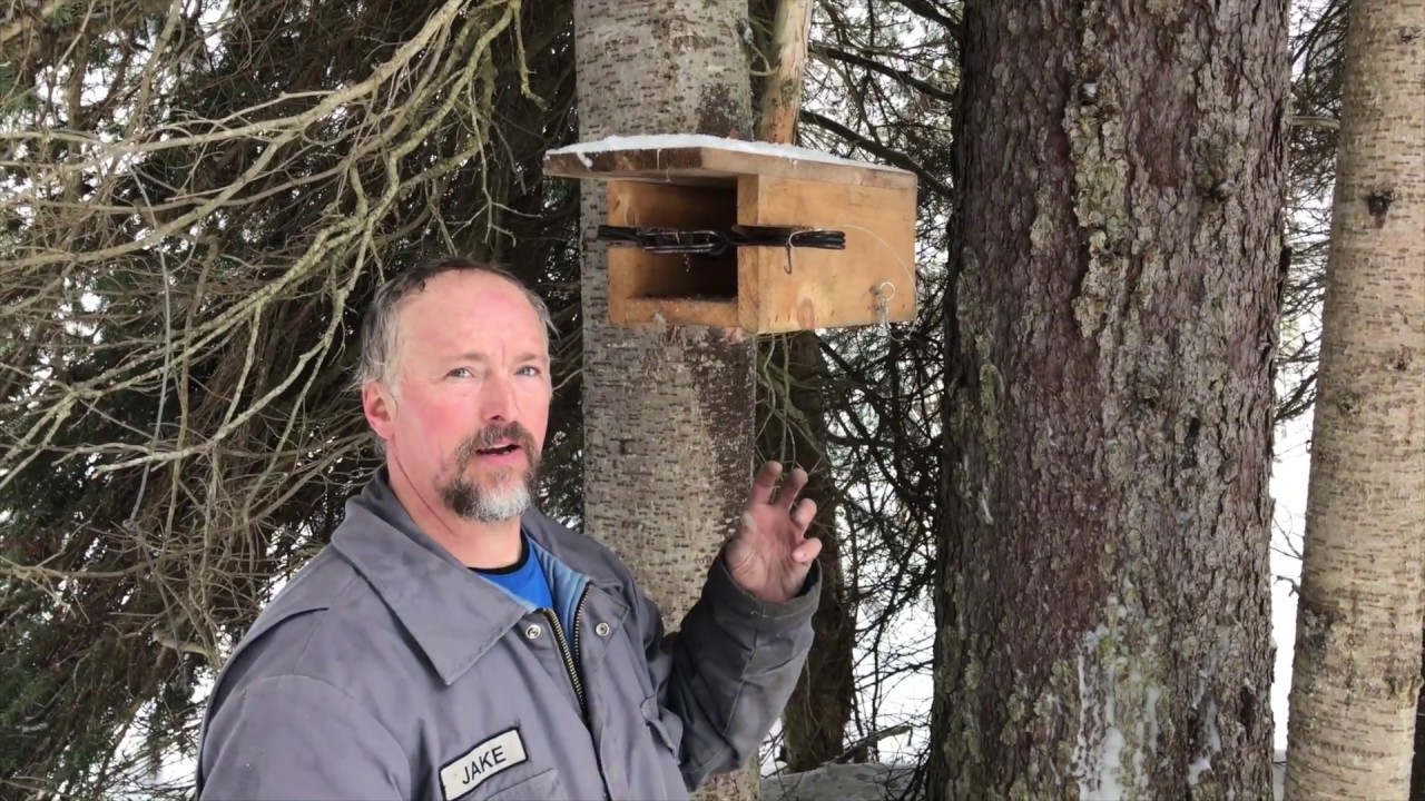 Marten trapping with the guys! S2, Ep8
