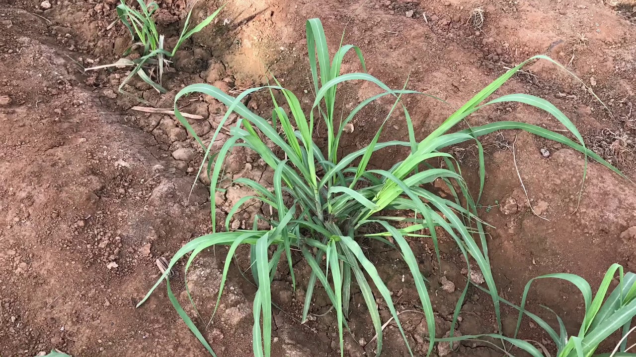 Successful Sugarcane
