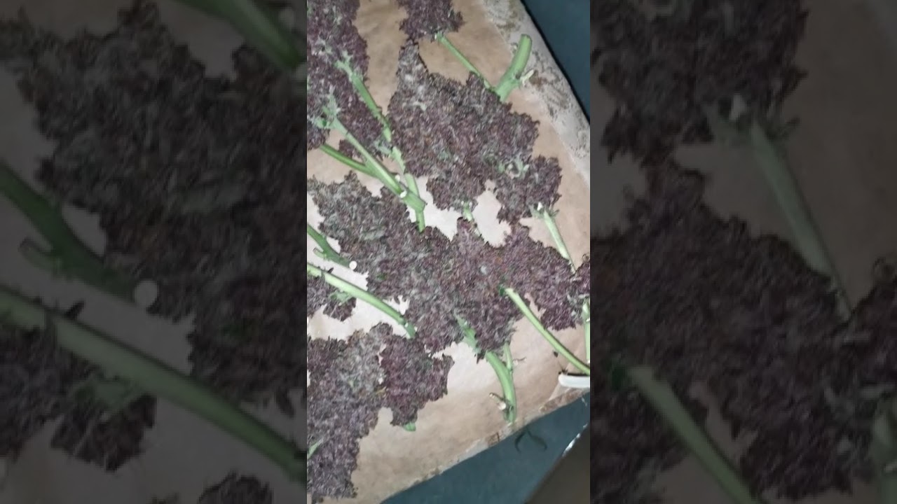 🍌 Banana Purple Punch Auto by @FastBudsGenetics  #cannabiscontent #cannabisdaily #growerscommunity