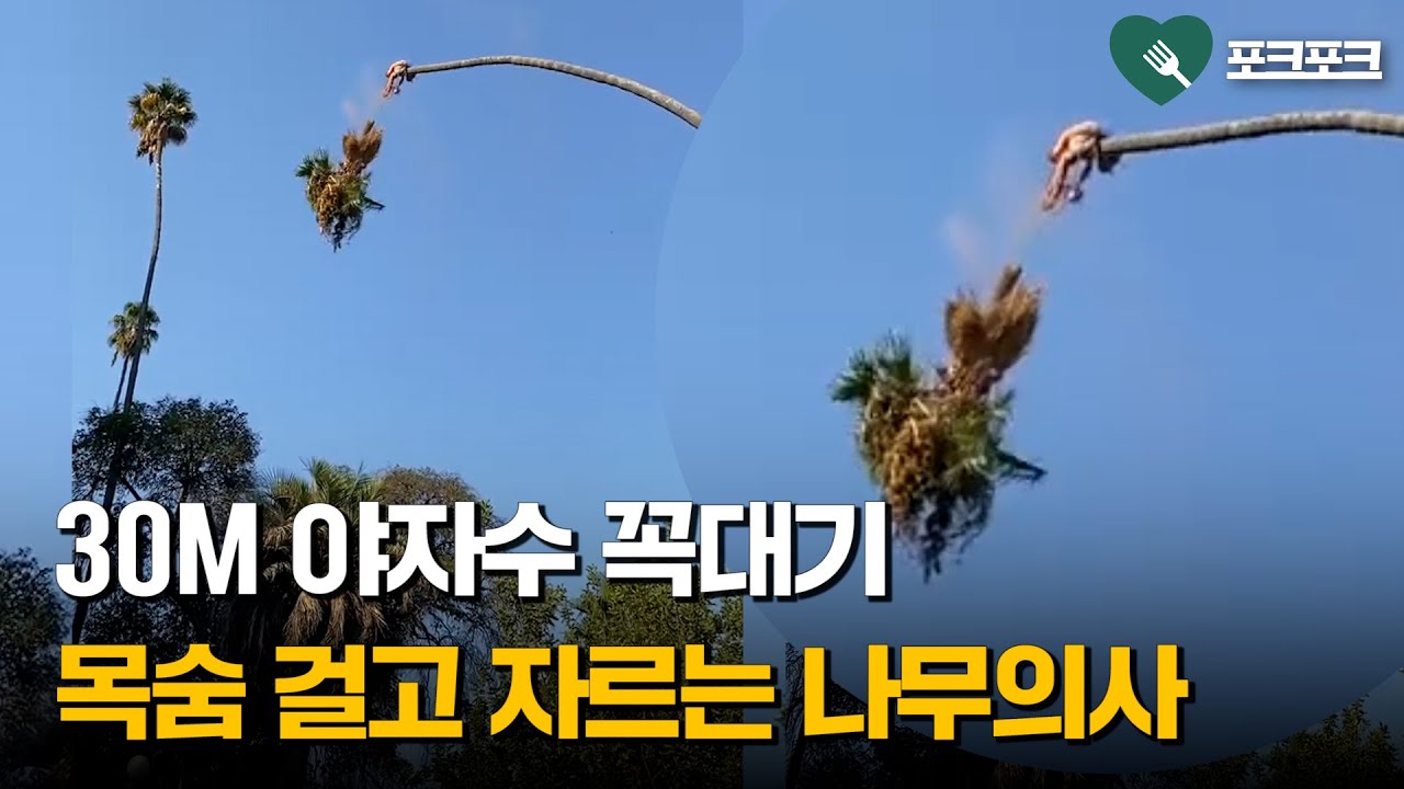 '만화처럼 피융~'&middot;&middot;&middot;야자수 꼭대기 자르는 나무의사, 왜?