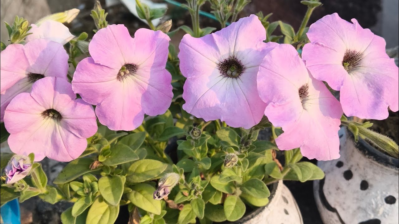 Deepti Gardening  is live!