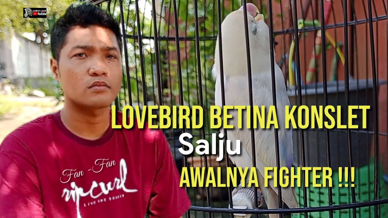 LOVEBIRD BETINA KONSLET SALJU AWALNYA FIGHTER