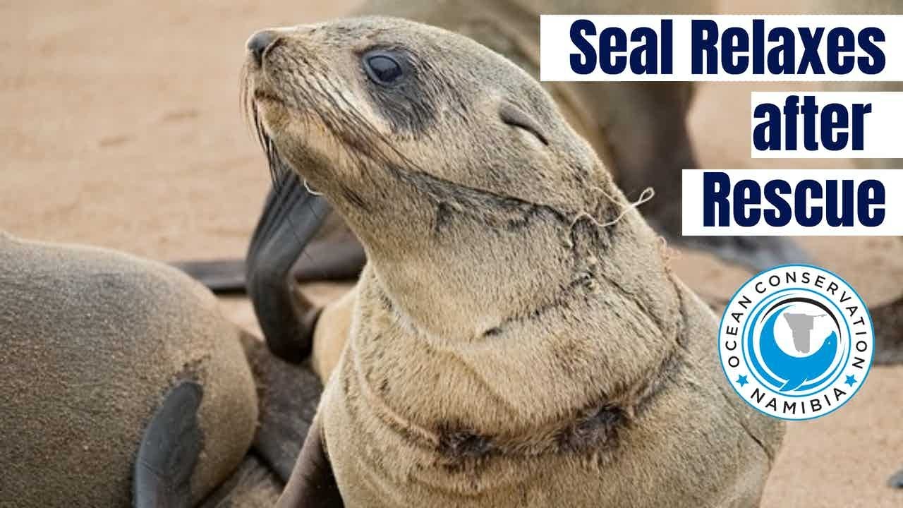 Baby Seal Relaxes After His Rescue at Cape Cross