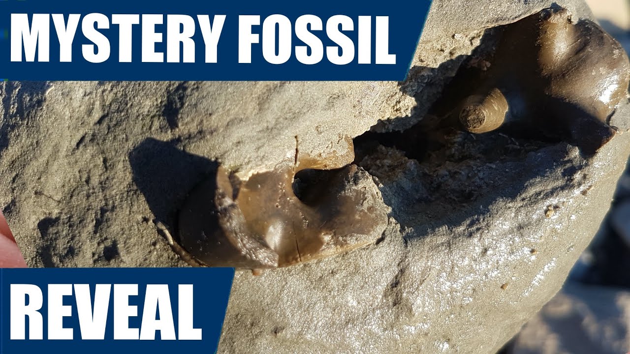 Mystery fossil prep: prepping the weird looking concretion to see what is hiding inside