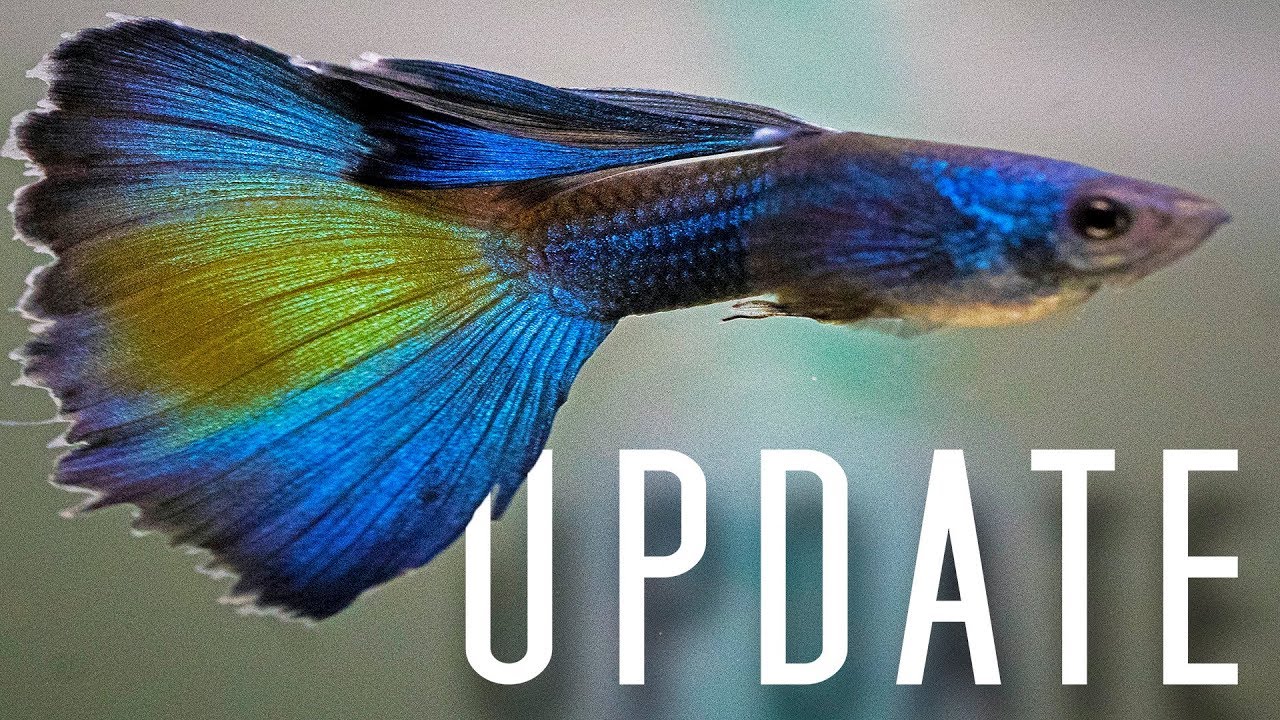 Twin Cities Guppies Fish Room Tour