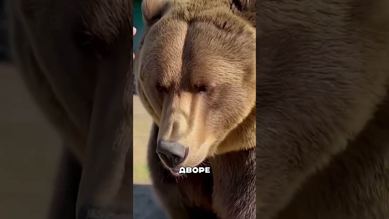 Russian Granny Fed Up a Bear 🤯