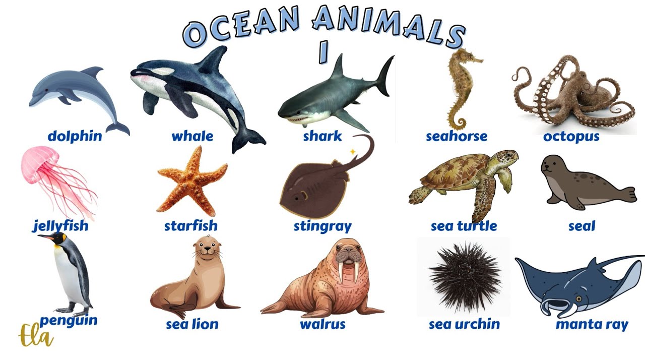 Ocean animals and Sea life 1