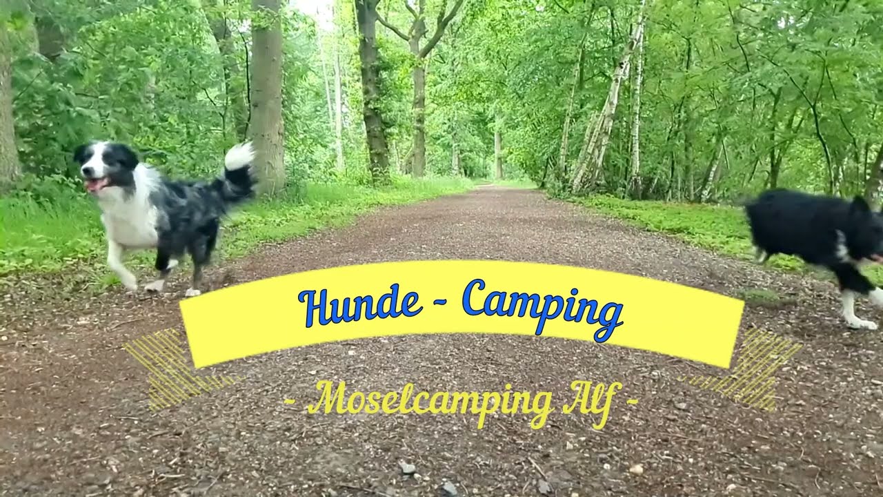 Moselcampingplatz Alf - Für Hundecamper
