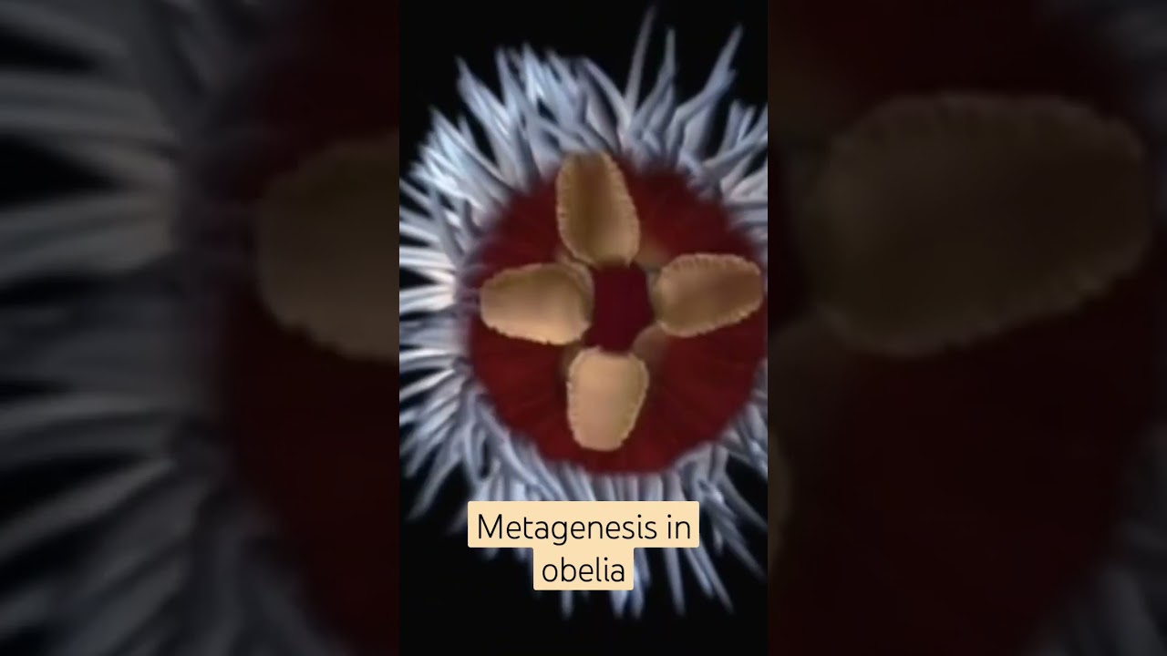 metagenesis in obelia