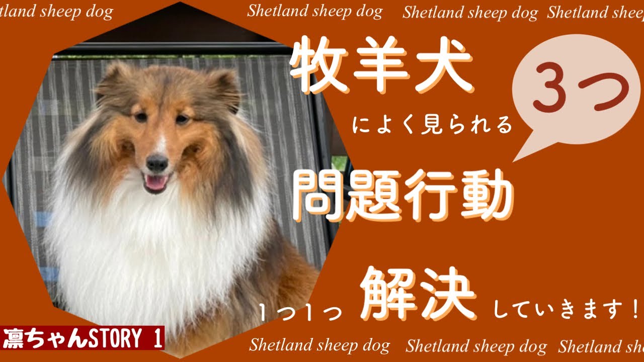 【牧羊犬①】