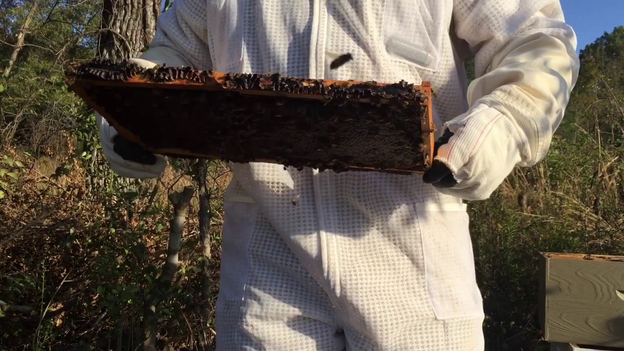 How to re-hive bees out of rotten boxes part 2