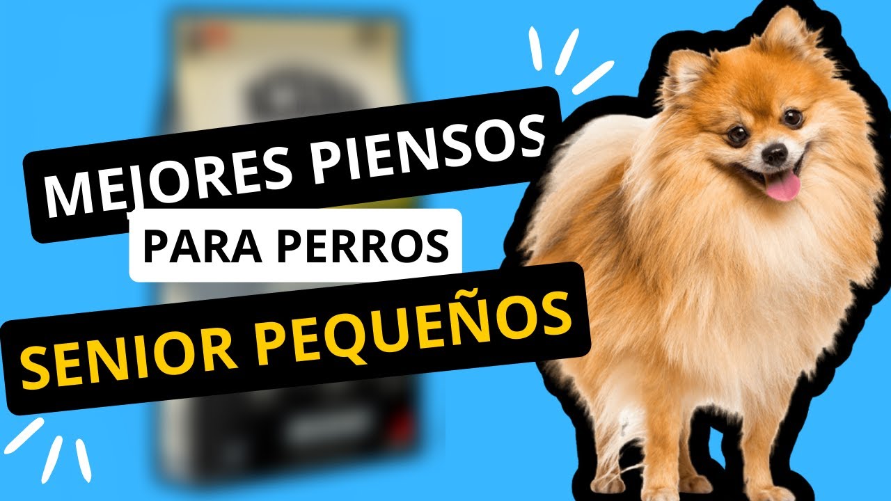 Mejores PIENSOS para PERROS SENIOR de raza PEQUE&Ntilde;A o MINI | TEST INTERACTIVO | 2025