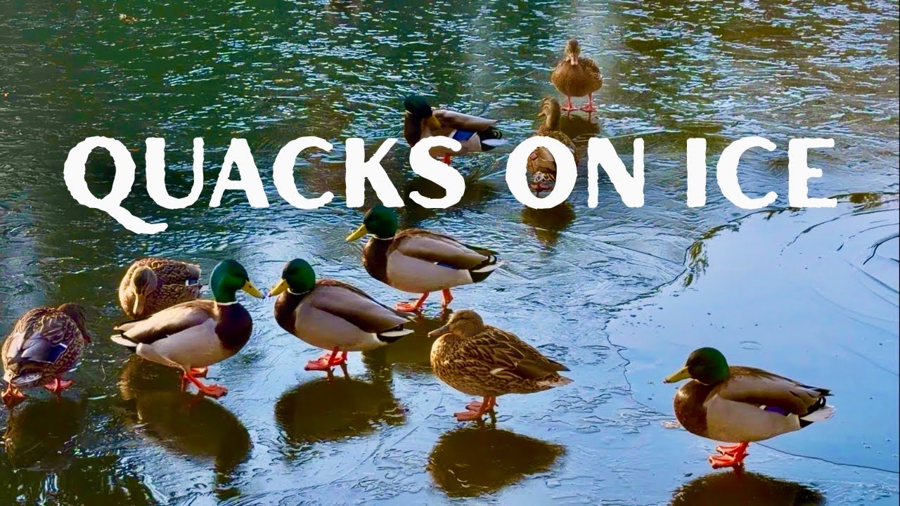 Icy Pond in Winter | Peaceful Ducks Swimming on a Frozen Pond | Relaxing Nature Sounds