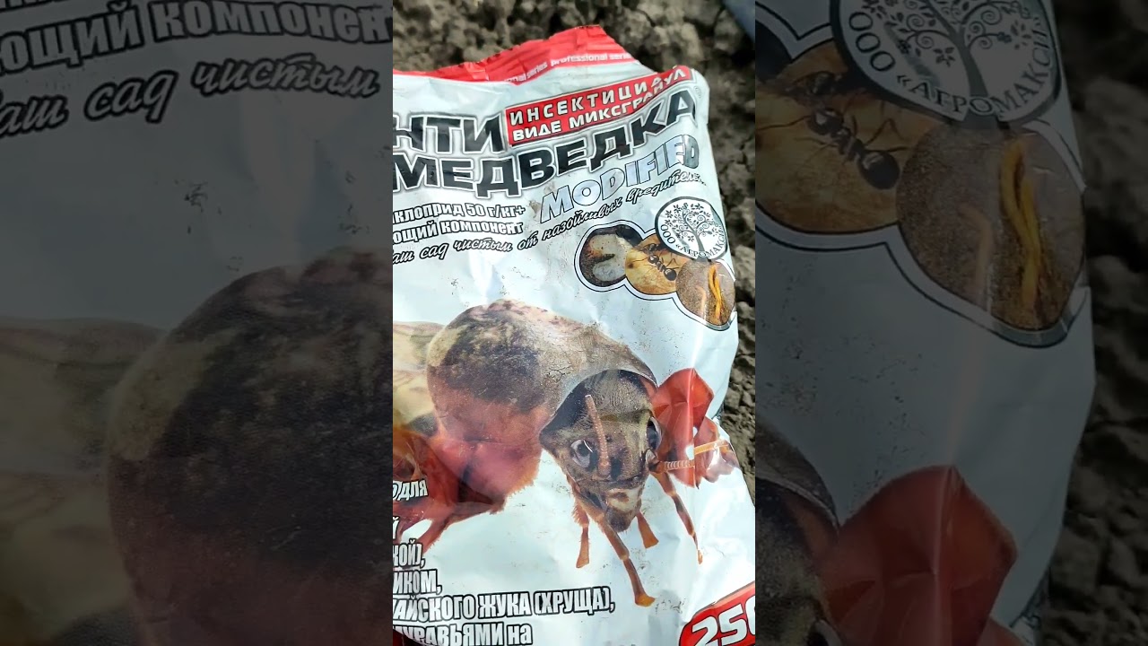 Капустянка-Медведка 😳