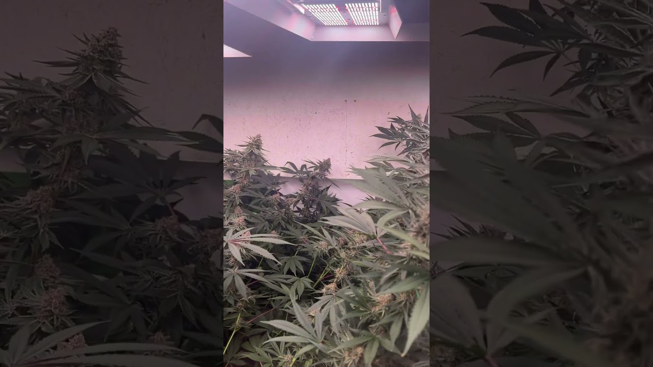 Day 39 of Flower Under the HLG Diablo X