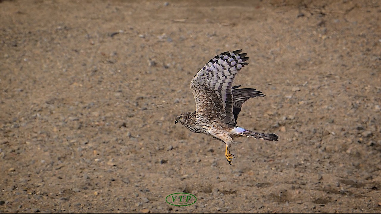 잿빛개구리매 : A female  northern harrier flying over  reed forest in search of food. (1/5~1/2 Speed) #15