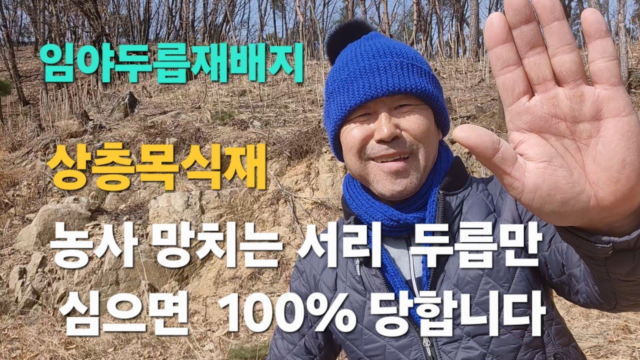 ⛰️두릅수확 서리가 1년 농사 망친다.           손실 막은 결정적 한 수 🎯비밀병기 공개