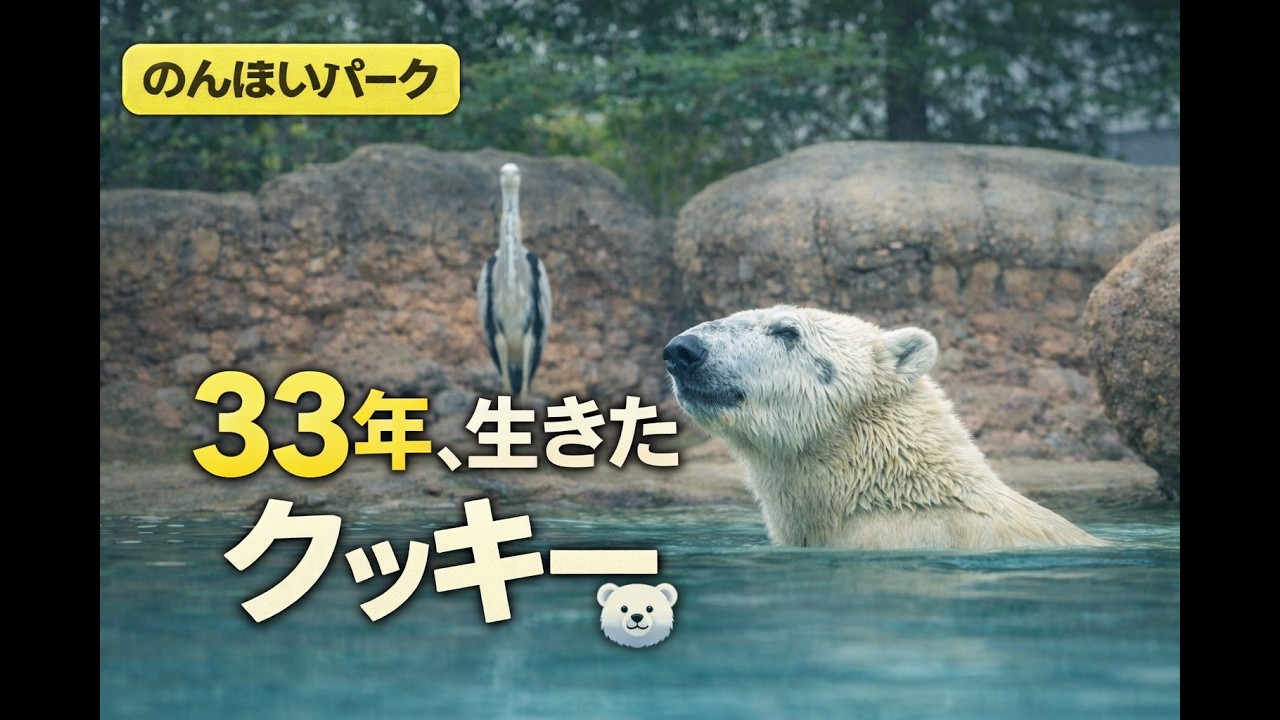 【のんほいパーク】ホッキョクグマのクッキー🐻‍❄️安らかに…みんなに愛された日々🕯️Rest in peace