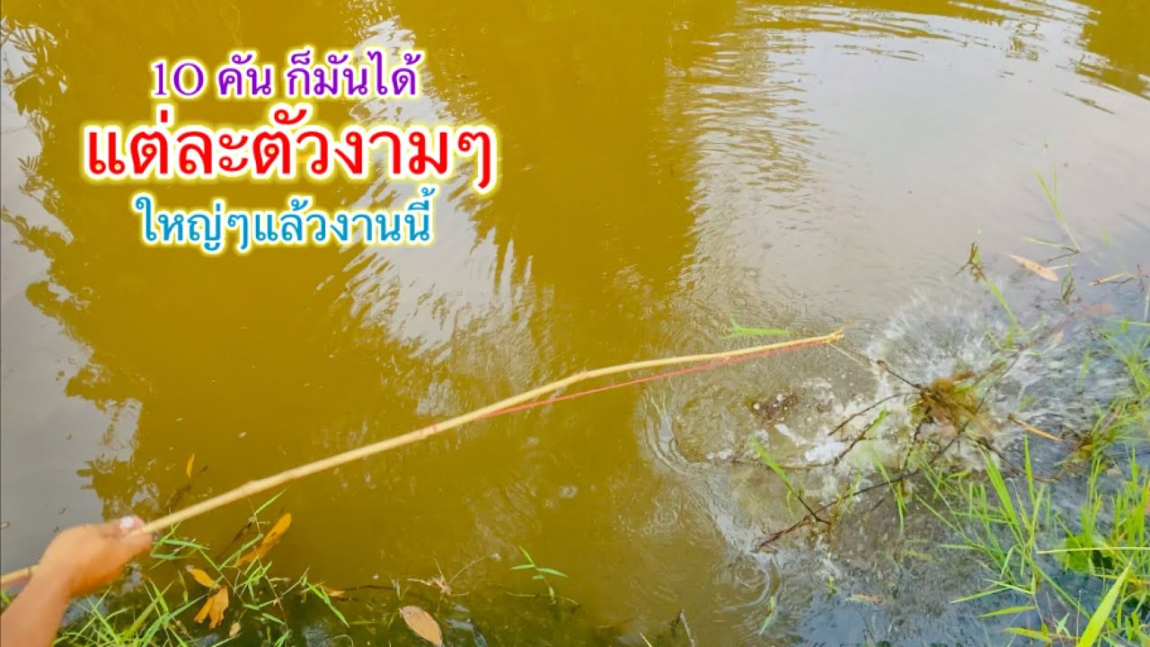 ทีเด็ดในคลอง ปักเบ็ด 10 คัน โดนตัวใหญ่ๆ งามๆแล้วงานนี้