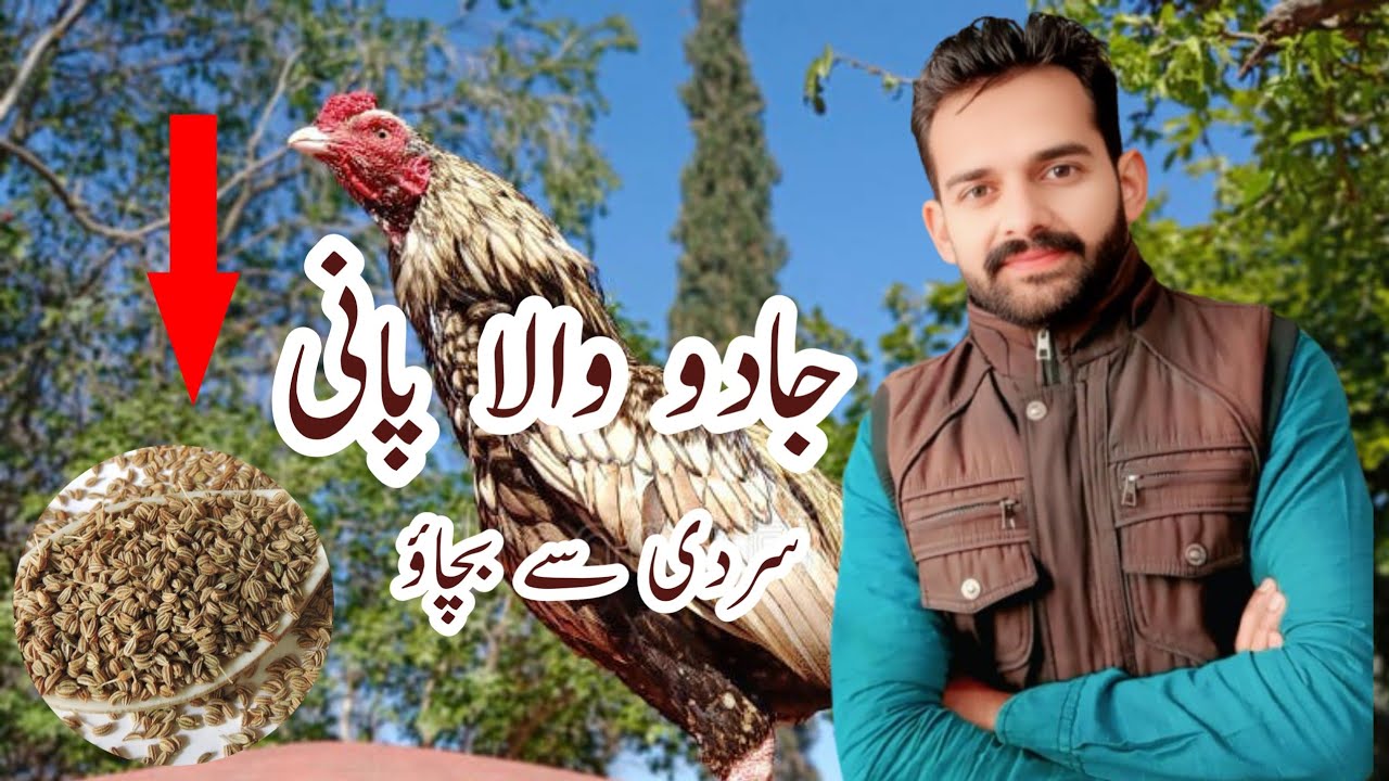 Aseel murgo ko sardi sy kesy bchayen | sardi ko mosam min murgo ki khurak | ihsan gujjar vlogs