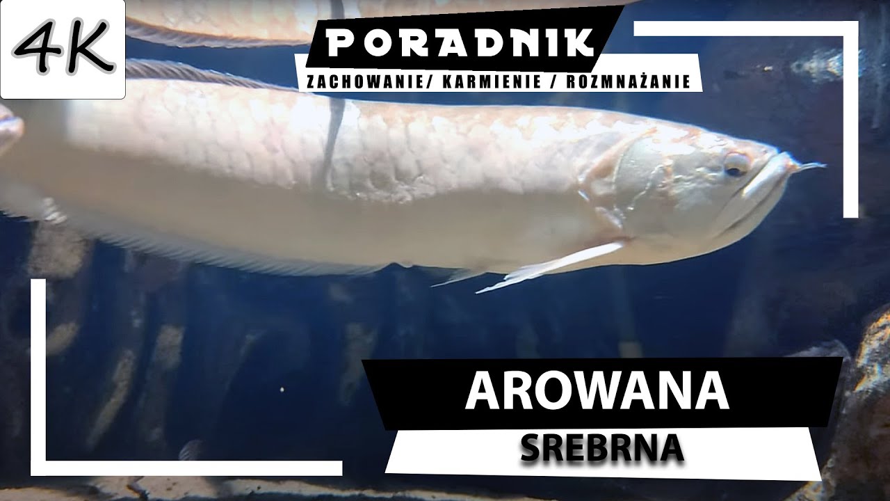 AROWANA Srebrna - Kompletny Poradnik! [4K]