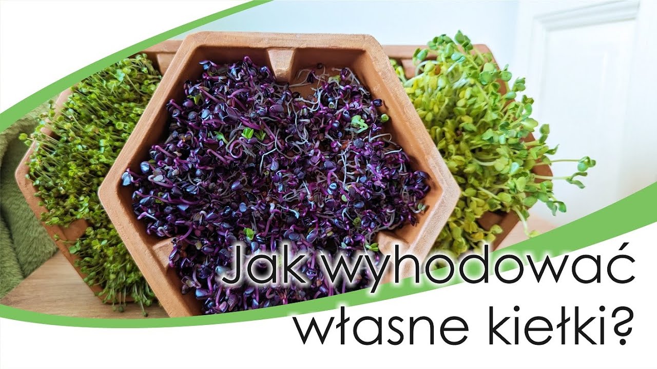 Jak uprawiać kiełki w domu - gliniana kiełkownica Bavicchi Geo, cz. 1