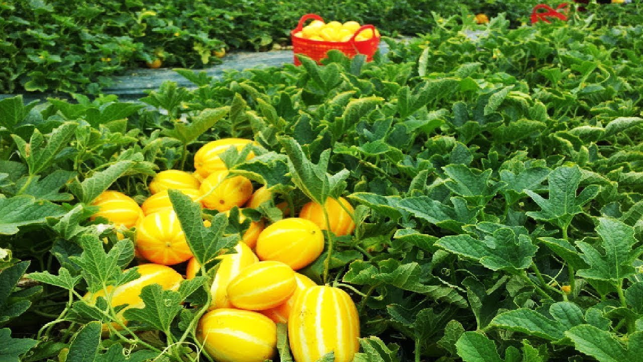 Yellow Melon Cultivation   Asian Melon Farm and harvest and Packing