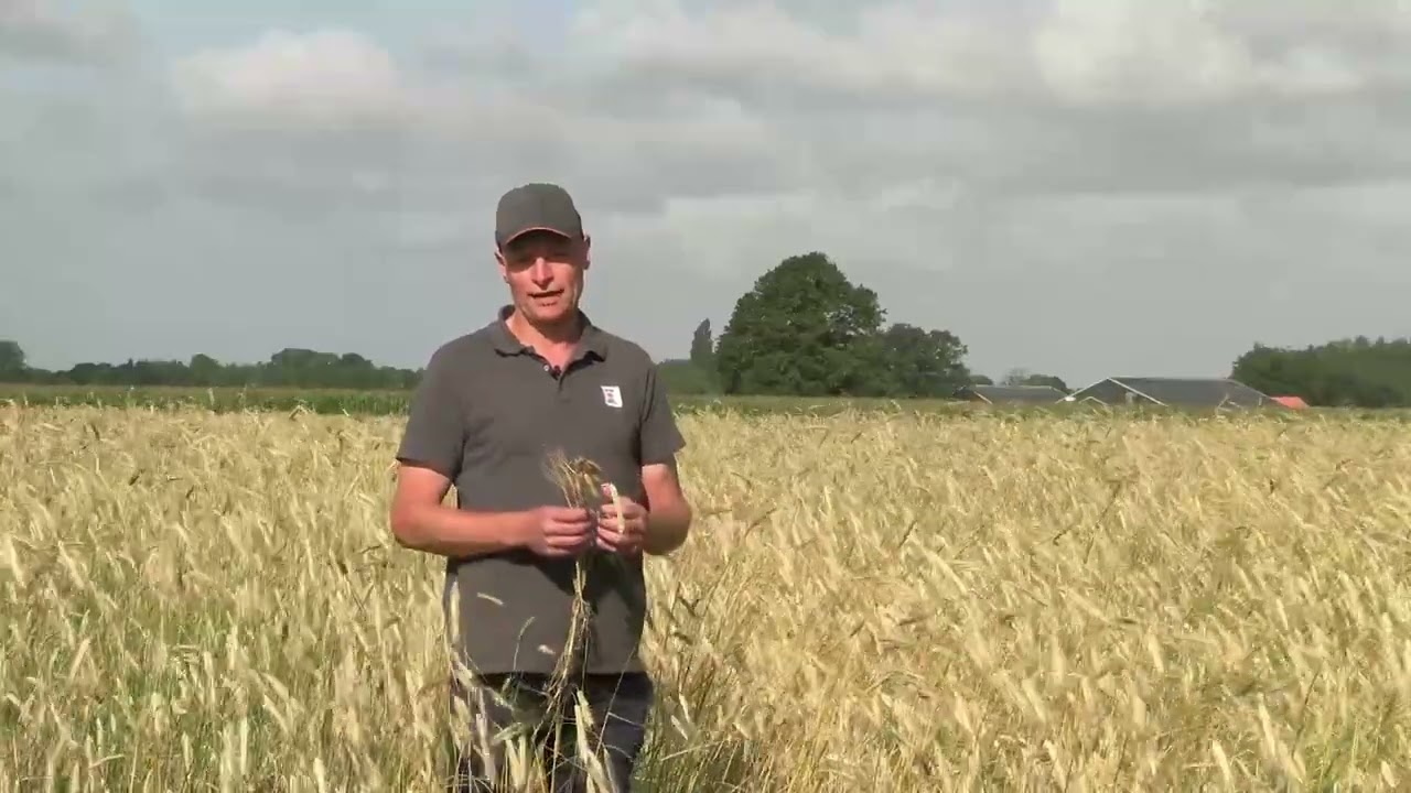 Mengteelt Snelle Lente Rogge in combinatie met erwten