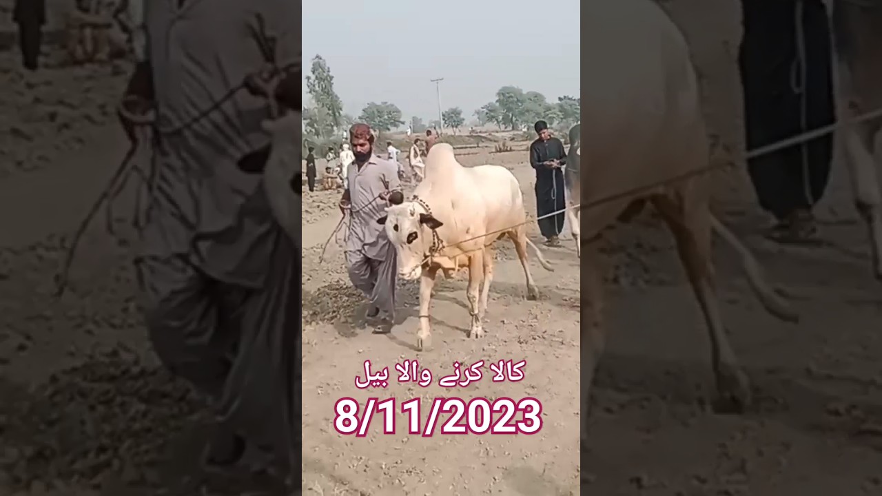 #bail