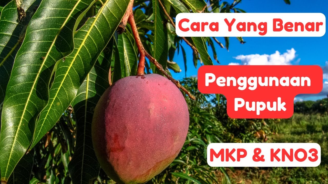 Rahasia Pupuk MKP dan KNO3 untuk Mangga