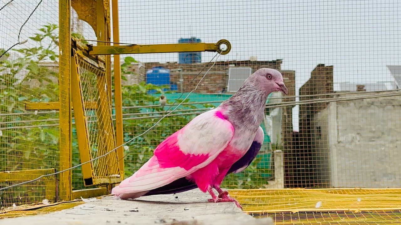BMW lakhy ny chaas krwa Di 😱 | Dar pigeons club | 