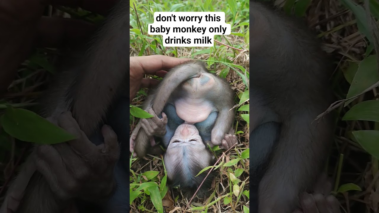 baby monkey only drinks milk #shorts