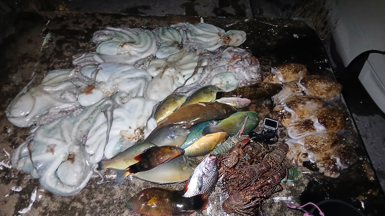 【34㎏超】巨大タコがうじゃうじゃいる海で潜った結果、、、