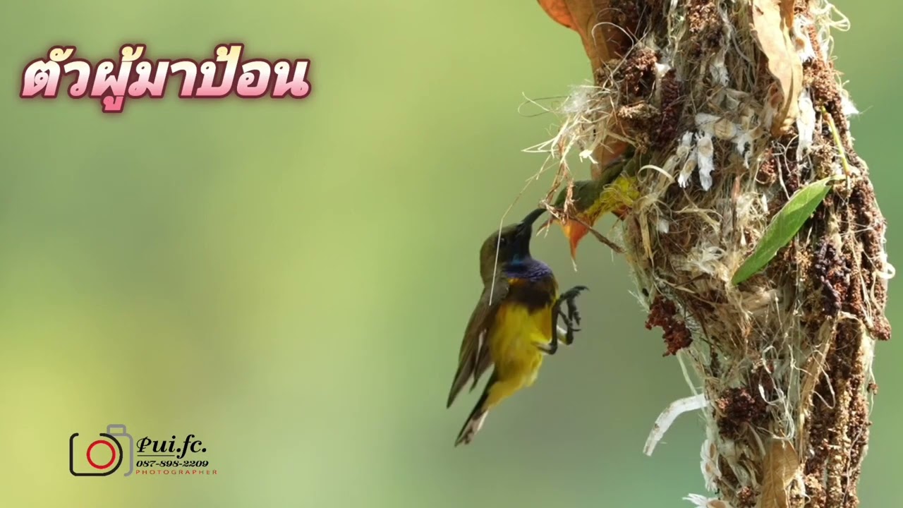 Родители желтогрудых нектарниц кормят своих птенцов в гнезде.