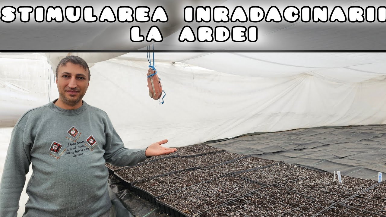 Stimularea germinarii și înradacinarii la ardei