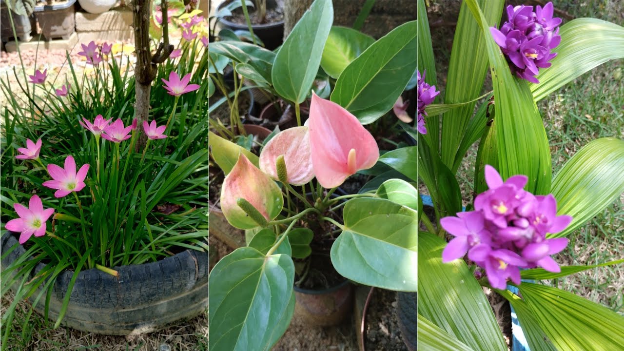 Plantas com Flores Incríveis!