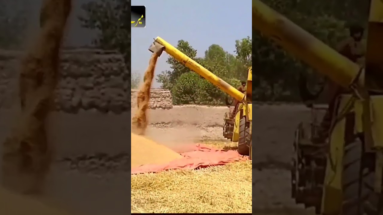 Incredible 🌾 Wheat Harvesting in Pakistan 2023 #shorts #viral #wheatharvesting