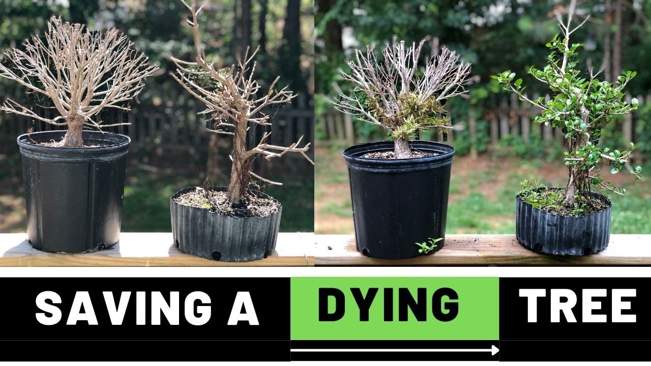 Как спасти умирающий бонсай из фикуса | The Bonsai Supply