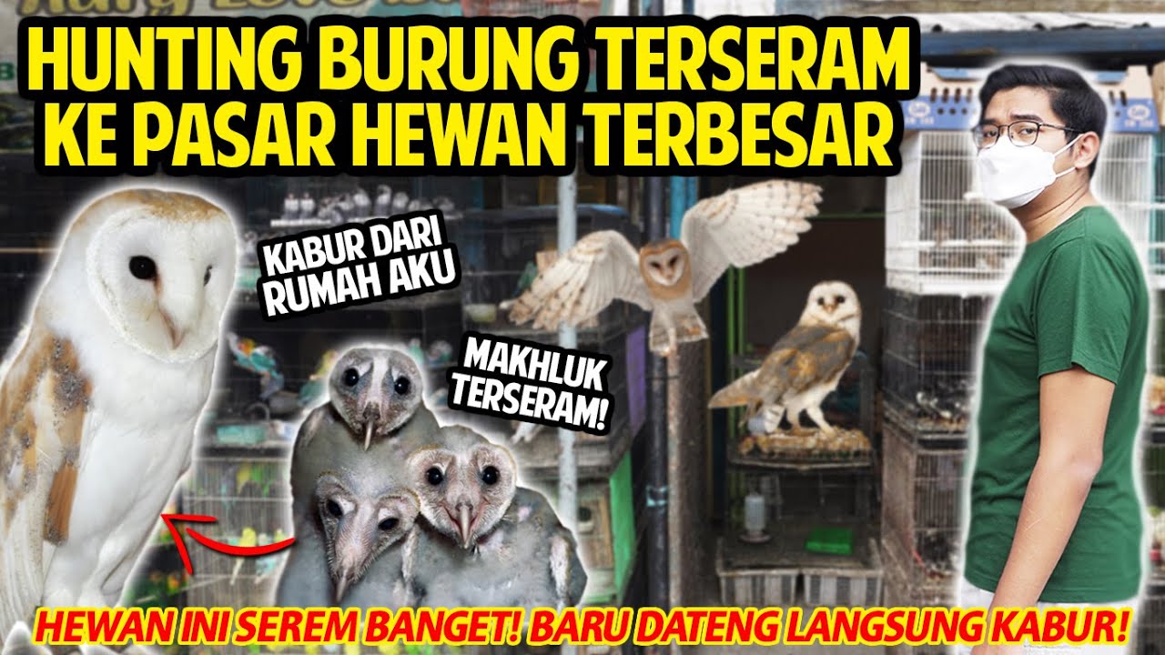 HUNTING BURUNG TERSERAM KE PASAR HEWAN TERBESAR DI BANDUNG! BARU SAMPAI RUMAH LANGSUNG KABUR!