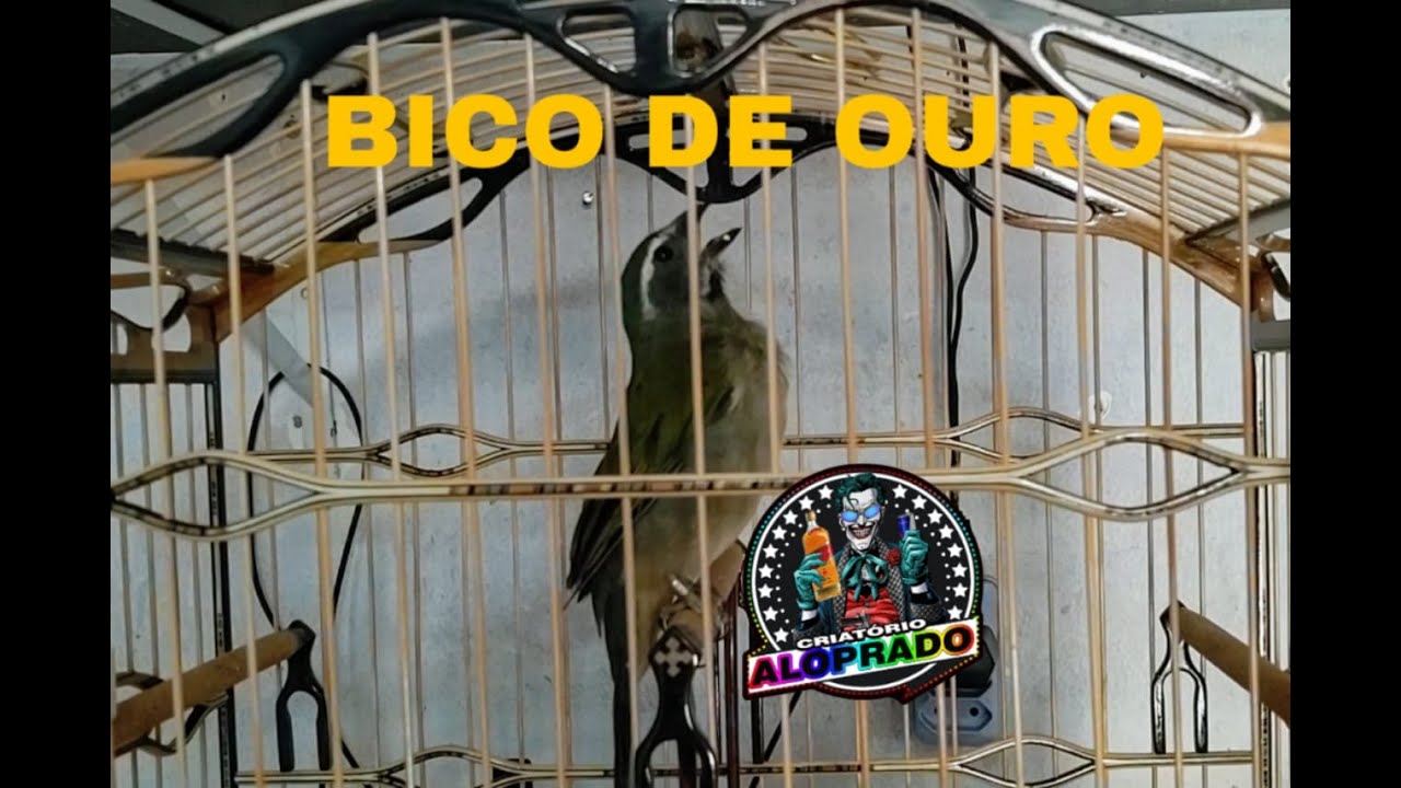 Trinca ferro grego mole boi ( BICO DE OURO )