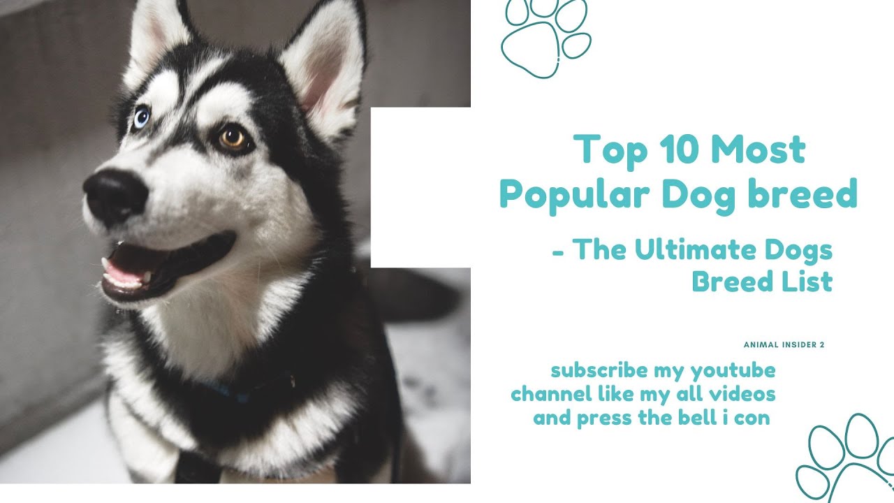 Top 10 Most Popular Dog Breeds - The Ultimate Dogs Breed List   