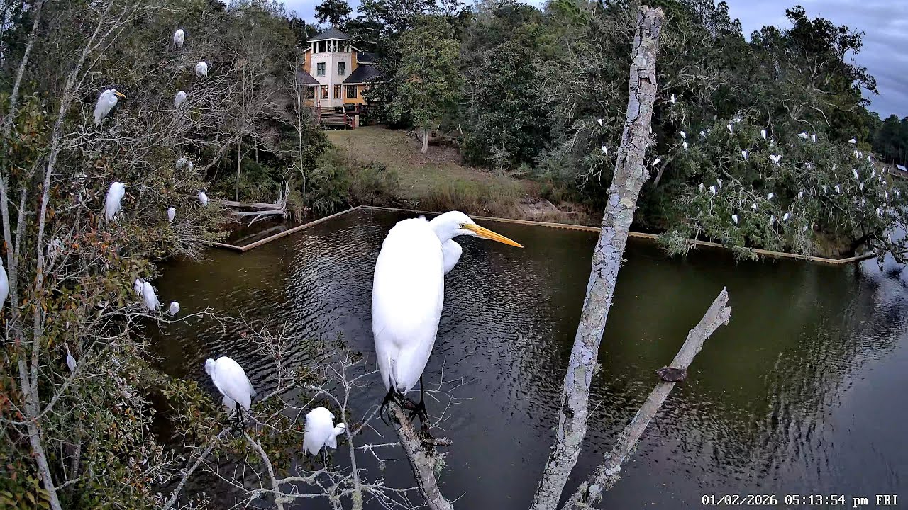 Evening Egret Roosting: January 2, 2026 - Inner Harbor Bayou, Ocean Springs, Mississippi