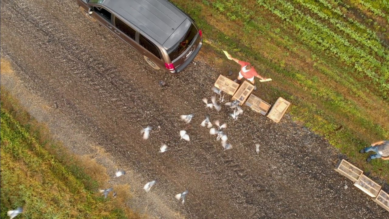ПОЛЕТ К ФИНИШУ — Знакомство с гонками голубей в Висконсине