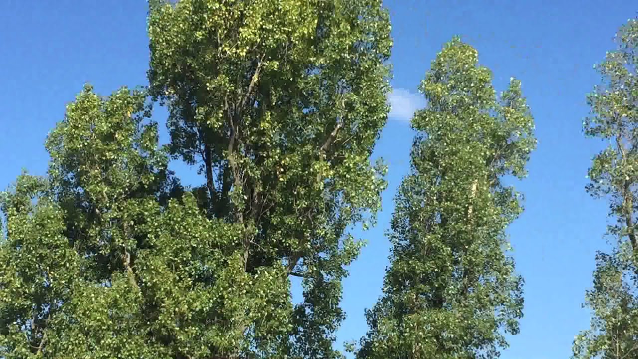 Spitfire flyover at RJ Mitchell school 25.9.15