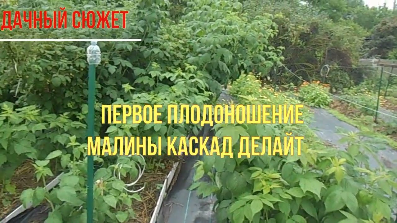 Первое плодоношение малины Каскад Делайт.