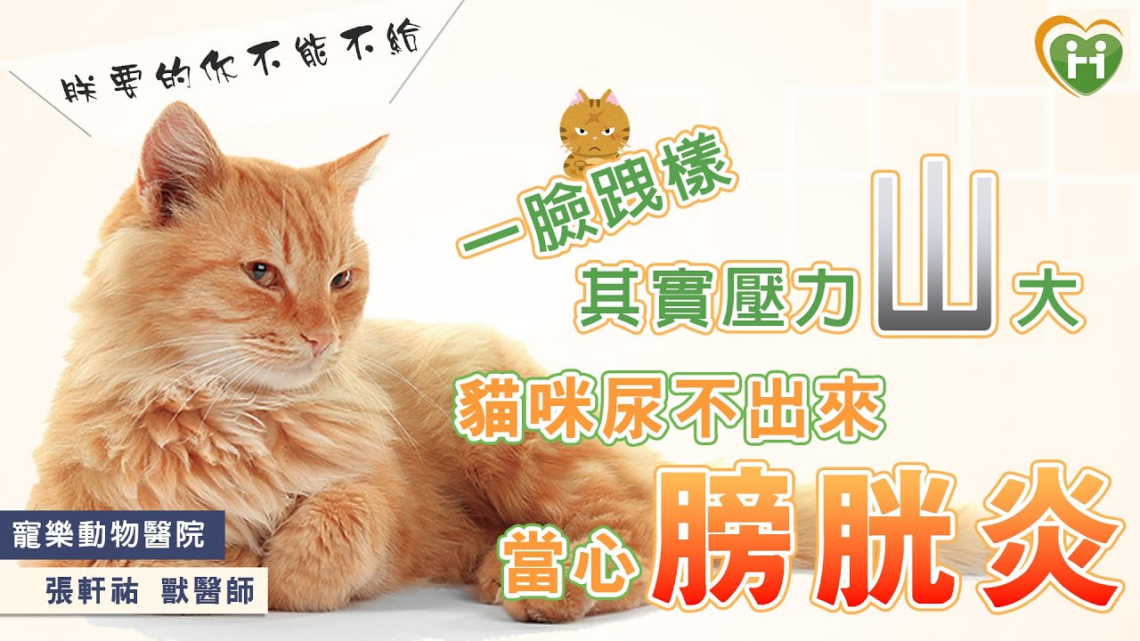 貓咪尿不出來是因為壓力大導致膀胱炎｜醫師張軒祐｜健康醫療網