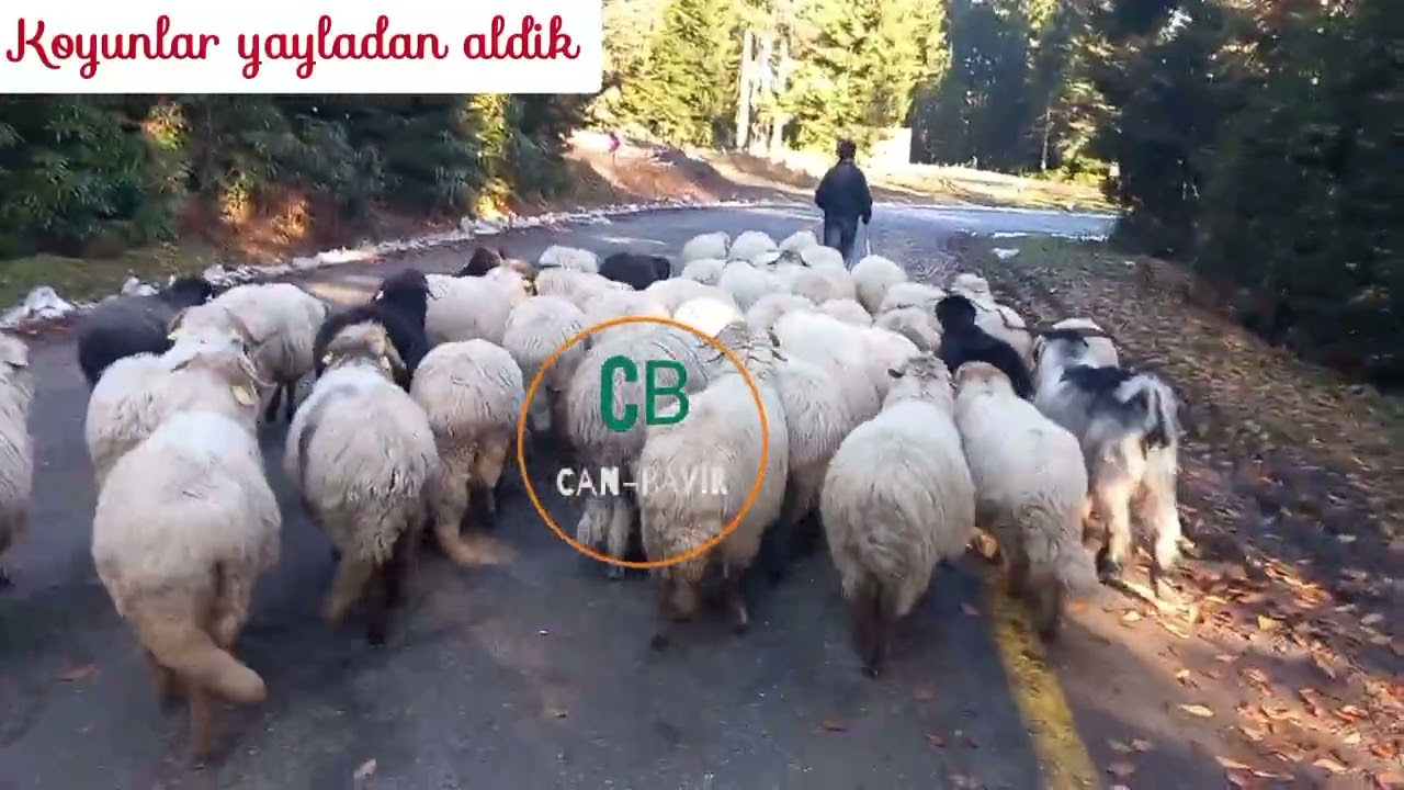 Balıklı Yaylası [ Hıdırnebiden aşa geliyoruz ] Koyunlar